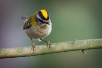 Kralicek ohnivy - Regulus ignicapilla - Firecrest 0441